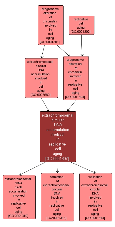 GO:0001307 - extrachromosomal circular DNA accumulation involved in replicative cell aging (interactive image map)