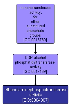 GO:0004307 - ethanolaminephosphotransferase activity (interactive image map)
