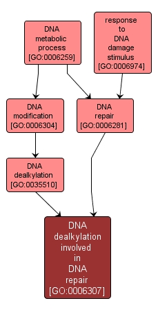 GO:0006307 - DNA dealkylation involved in DNA repair (interactive image map)