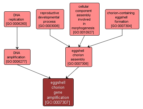 GO:0007307 - eggshell chorion gene amplification (interactive image map)