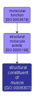 GO:0008307 - structural constituent of muscle (interactive image map)
