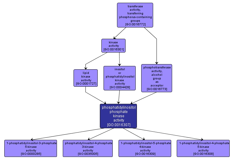 GO:0016307 - phosphatidylinositol phosphate kinase activity (interactive image map)