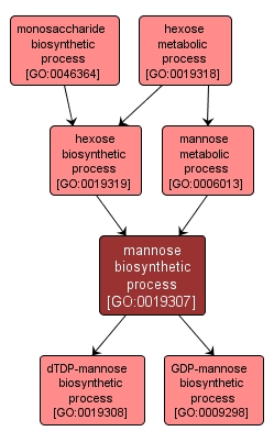 GO:0019307 - mannose biosynthetic process (interactive image map)