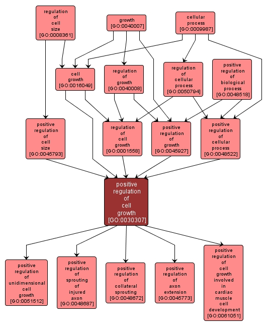 GO:0030307 - positive regulation of cell growth (interactive image map)