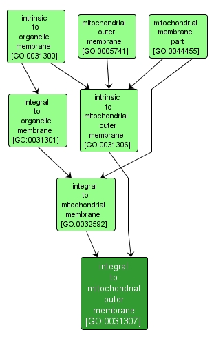 GO:0031307 - integral to mitochondrial outer membrane (interactive image map)