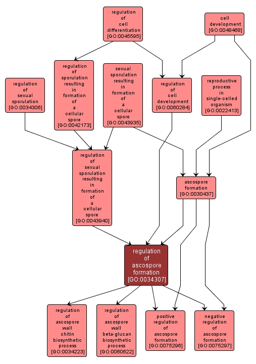 GO:0034307 - regulation of ascospore formation (interactive image map)