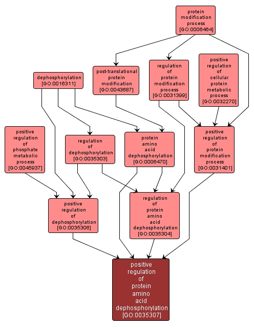 GO:0035307 - positive regulation of protein amino acid dephosphorylation (interactive image map)