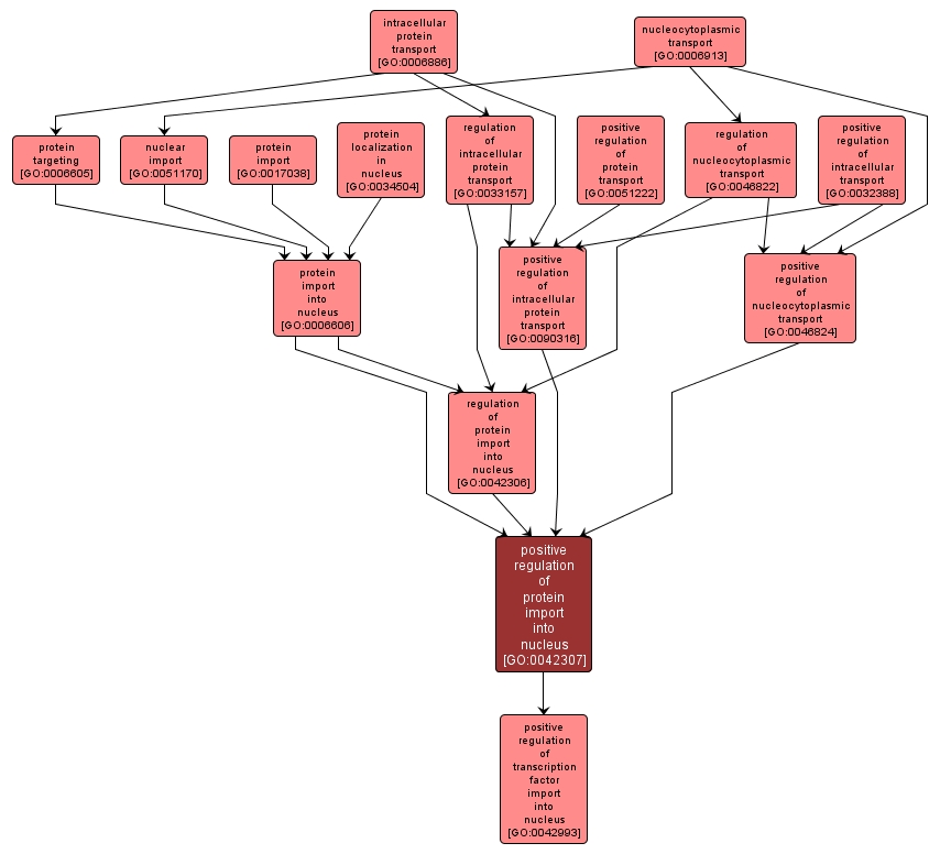 GO:0042307 - positive regulation of protein import into nucleus (interactive image map)