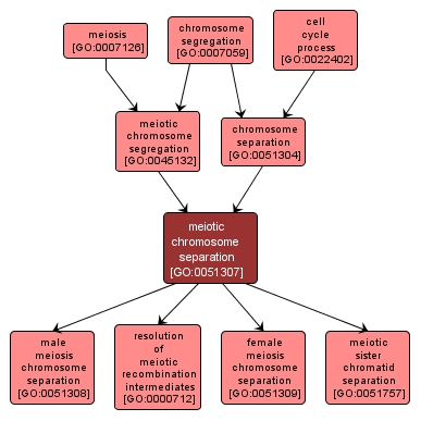 GO:0051307 - meiotic chromosome separation (interactive image map)