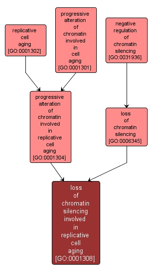 GO:0001308 - loss of chromatin silencing involved in replicative cell aging (interactive image map)