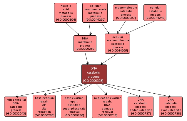 GO:0006308 - DNA catabolic process (interactive image map)