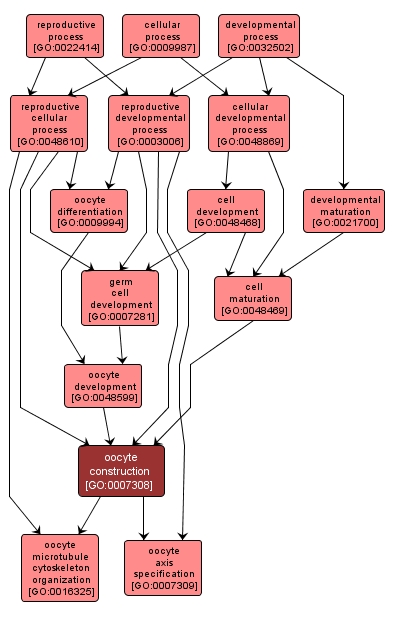 GO:0007308 - oocyte construction (interactive image map)