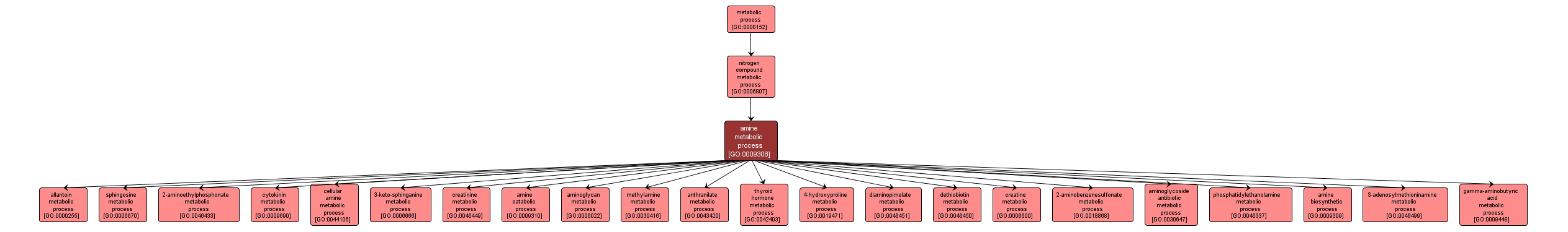 GO:0009308 - amine metabolic process (interactive image map)