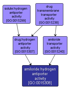 GO:0015308 - amiloride:hydrogen antiporter activity (interactive image map)