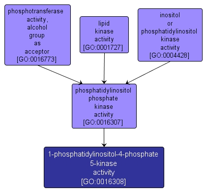 GO:0016308 - 1-phosphatidylinositol-4-phosphate 5-kinase activity (interactive image map)