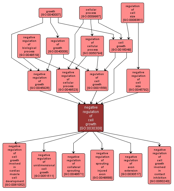 GO:0030308 - negative regulation of cell growth (interactive image map)