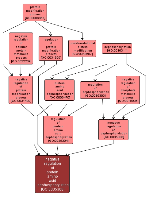 GO:0035308 - negative regulation of protein amino acid dephosphorylation (interactive image map)