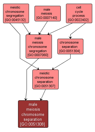 GO:0051308 - male meiosis chromosome separation (interactive image map)