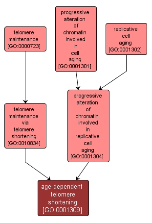 GO:0001309 - age-dependent telomere shortening (interactive image map)