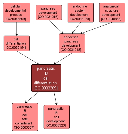 GO:0003309 - pancreatic B cell differentiation (interactive image map)