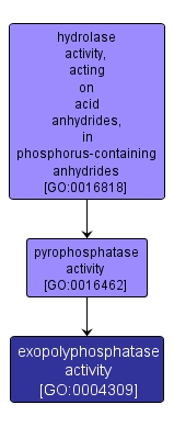 GO:0004309 - exopolyphosphatase activity (interactive image map)
