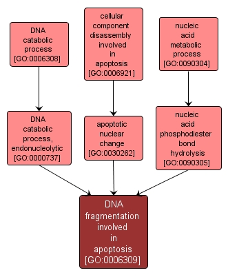 GO:0006309 - DNA fragmentation involved in apoptosis (interactive image map)