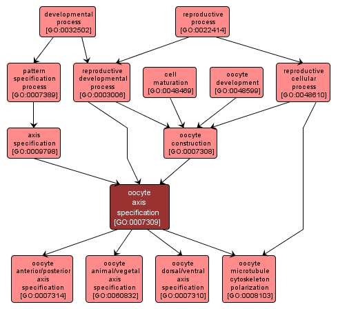 GO:0007309 - oocyte axis specification (interactive image map)