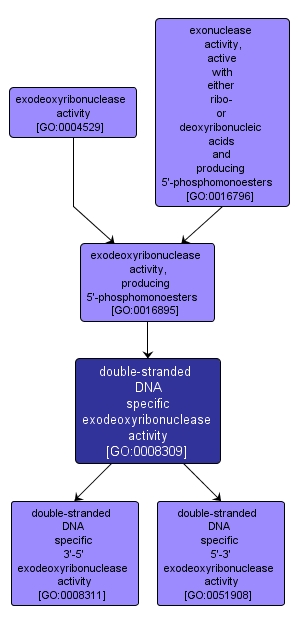 GO:0008309 - double-stranded DNA specific exodeoxyribonuclease activity (interactive image map)