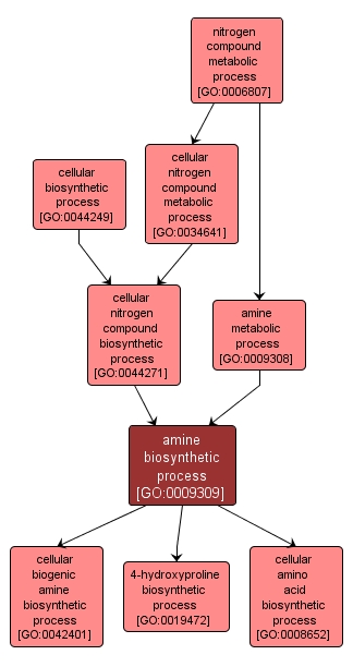 GO:0009309 - amine biosynthetic process (interactive image map)