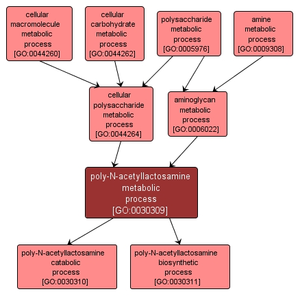 GO:0030309 - poly-N-acetyllactosamine metabolic process (interactive image map)