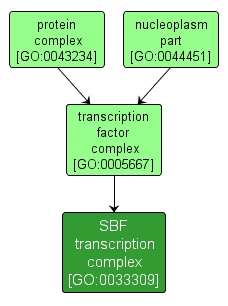 GO:0033309 - SBF transcription complex (interactive image map)