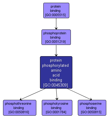GO:0045309 - protein phosphorylated amino acid binding (interactive image map)