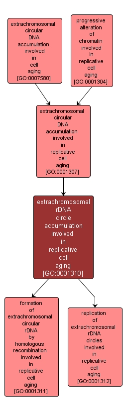 GO:0001310 - extrachromosomal rDNA circle accumulation involved in replicative cell aging (interactive image map)