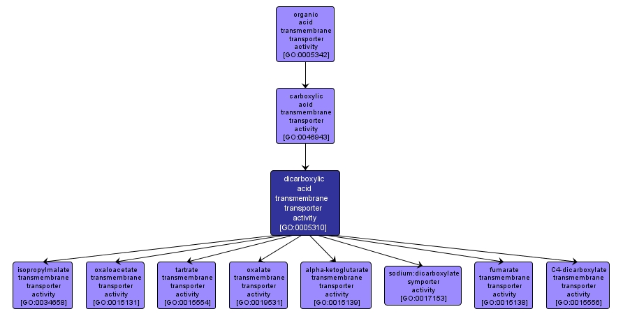 GO:0005310 - dicarboxylic acid transmembrane transporter activity (interactive image map)