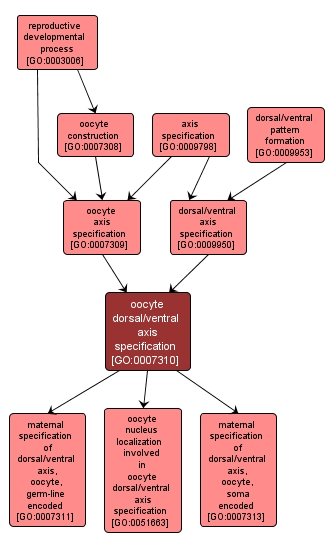 GO:0007310 - oocyte dorsal/ventral axis specification (interactive image map)