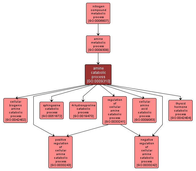 GO:0009310 - amine catabolic process (interactive image map)