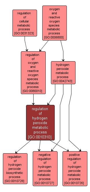 GO:0010310 - regulation of hydrogen peroxide metabolic process (interactive image map)