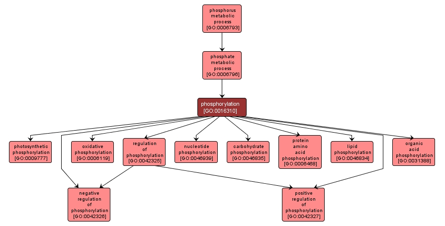 GO:0016310 - phosphorylation (interactive image map)