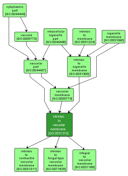 GO:0031310 - intrinsic to vacuolar membrane (interactive image map)