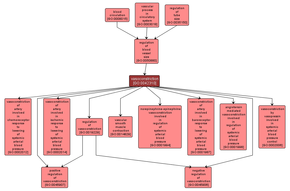 GO:0042310 - vasoconstriction (interactive image map)