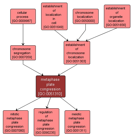 GO:0051310 - metaphase plate congression (interactive image map)