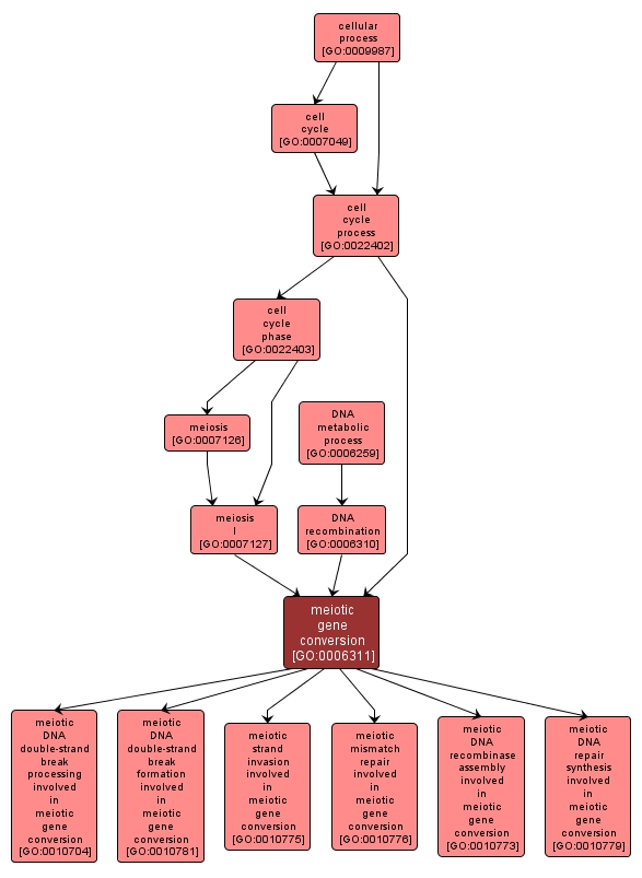 GO:0006311 - meiotic gene conversion (interactive image map)