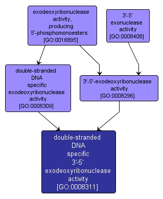 GO:0008311 - double-stranded DNA specific 3'-5' exodeoxyribonuclease activity (interactive image map)