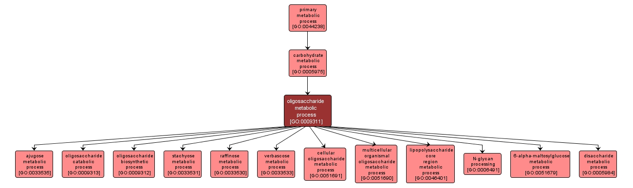 GO:0009311 - oligosaccharide metabolic process (interactive image map)