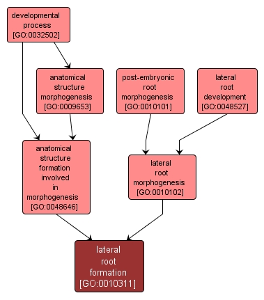 GO:0010311 - lateral root formation (interactive image map)