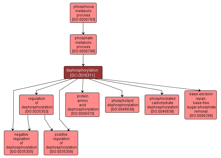 GO:0016311 - dephosphorylation (interactive image map)