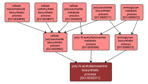 GO:0030311 - poly-N-acetyllactosamine biosynthetic process (interactive image map)