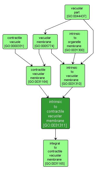 GO:0031311 - intrinsic to contractile vacuolar membrane (interactive image map)