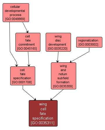 GO:0035311 - wing cell fate specification (interactive image map)