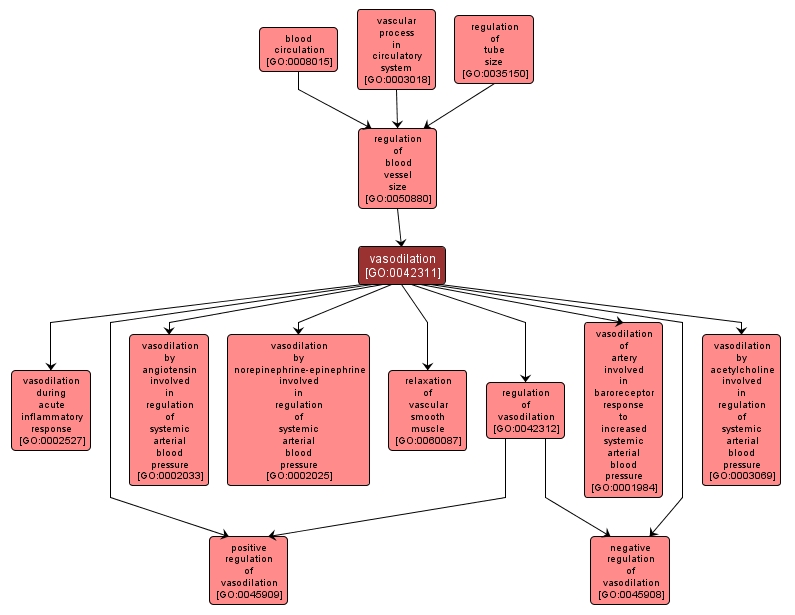 GO:0042311 - vasodilation (interactive image map)